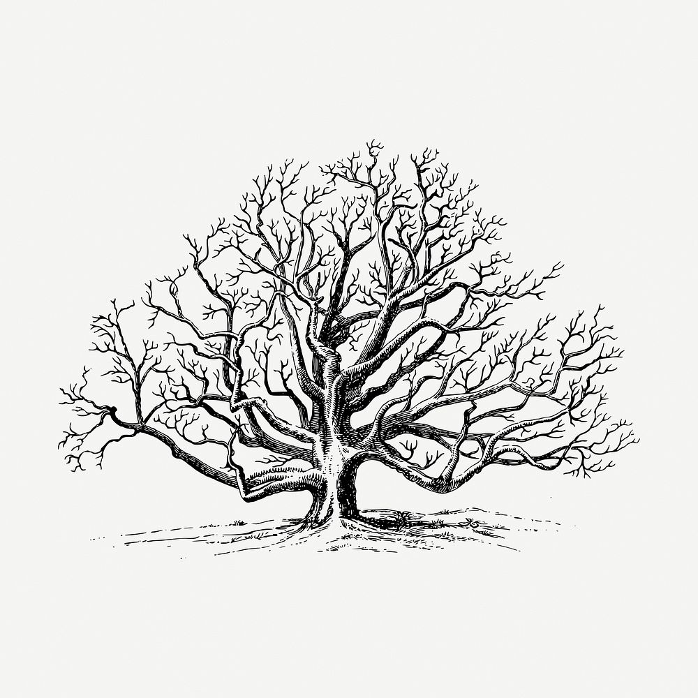 Walnut tree collage element, vintage illustration psd. Free public domain CC0 image.