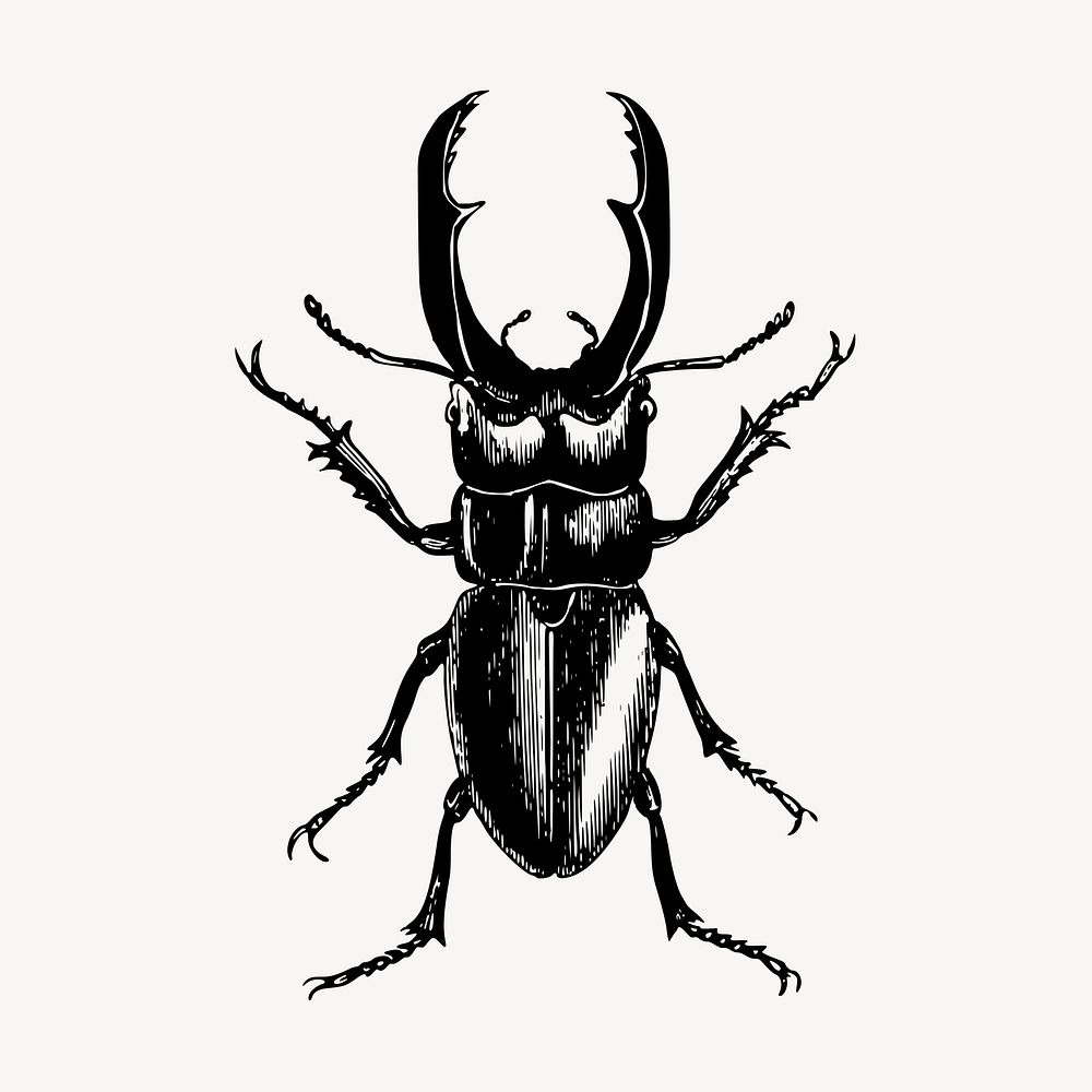Beetle insect clipart, vintage illustration vector. Free public domain CC0 image.