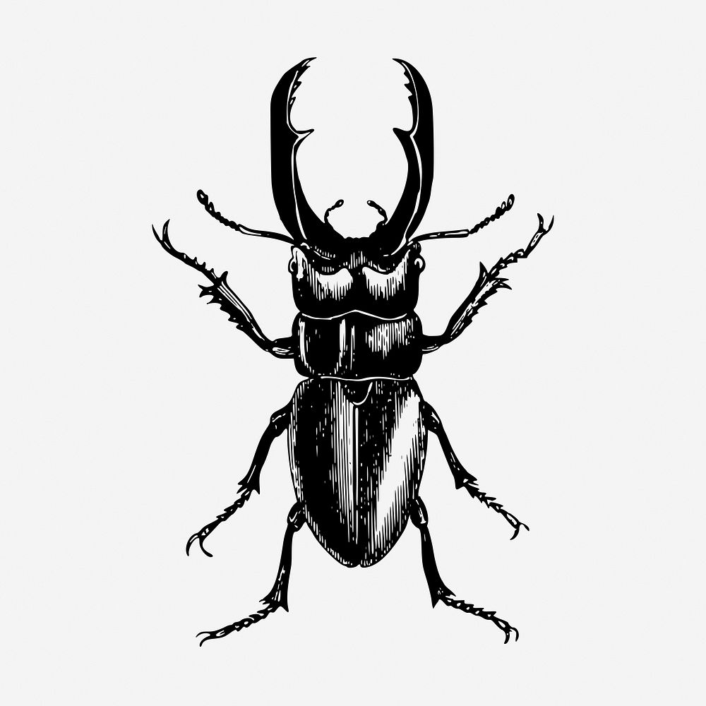 Beetle insect hand drawn illustration. Free public domain CC0 image.