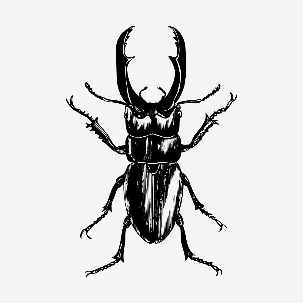 Beetle insect collage element, vintage illustration psd. Free public domain CC0 image.