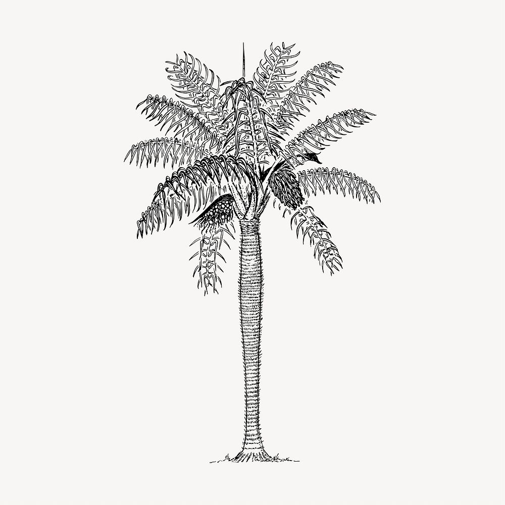 Coconut palm tree clipart, vintage illustration vector. Free public domain CC0 image.