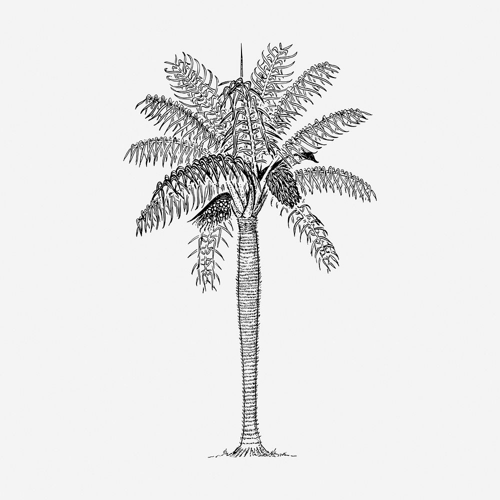 Coconut palm tree hand drawn illustration. Free public domain CC0 image.