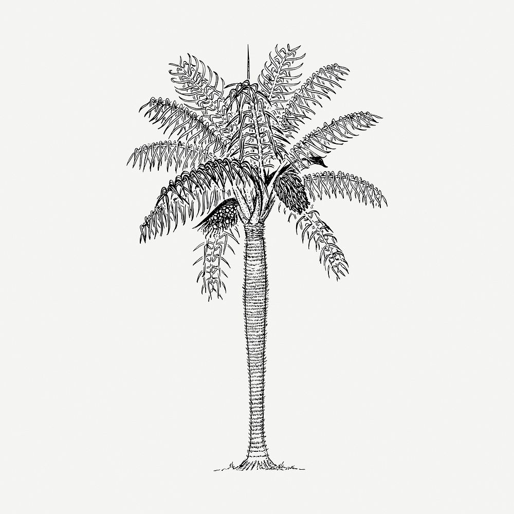 Coconut palm tree collage element, vintage illustration psd. Free public domain CC0 image.