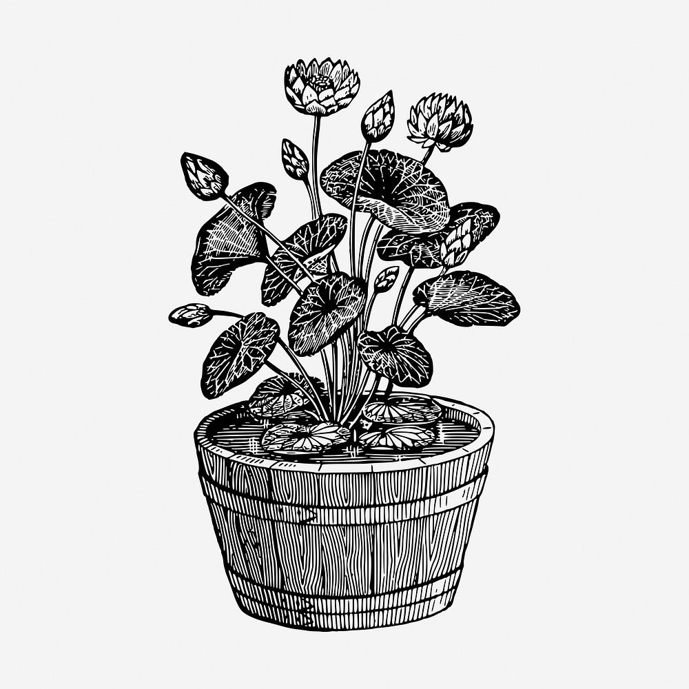 Lotus plant hand drawn illustration. Free public domain CC0 image.