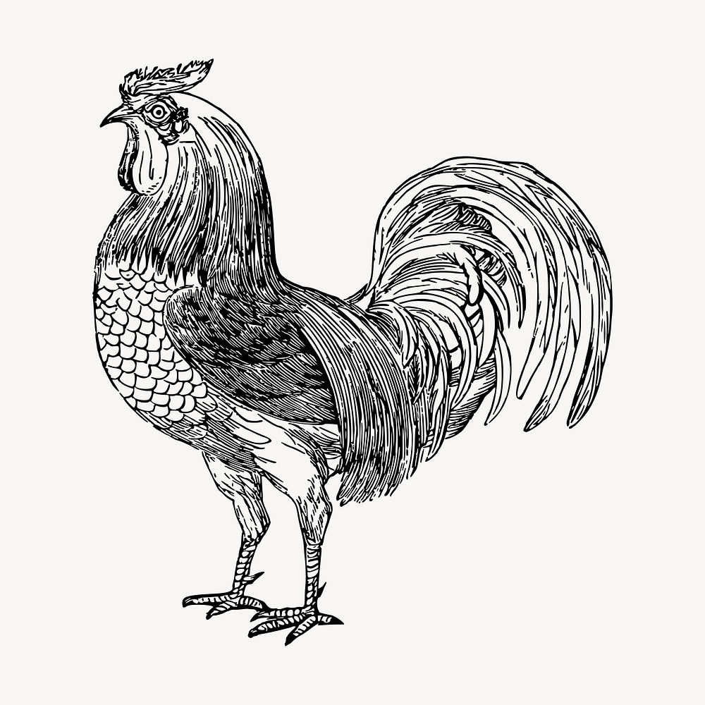 Rooster, farm animal clipart, vintage illustration vector. Free public domain CC0 image.