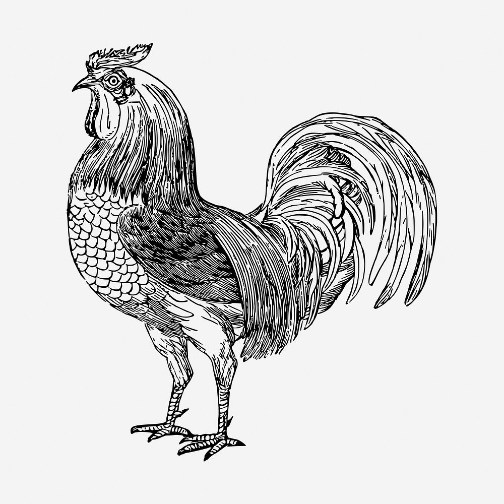 Rooster, farm animal hand drawn illustration. Free public domain CC0 image.