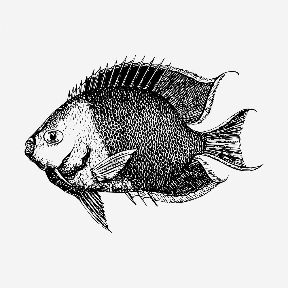 Saltwater fish hand drawn illustration. Free public domain CC0 image.