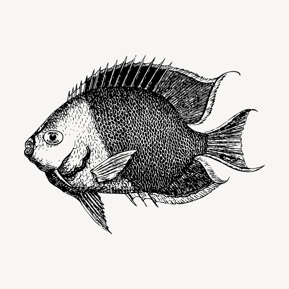 Saltwater fish clipart, vintage illustration vector. Free public domain CC0 image.