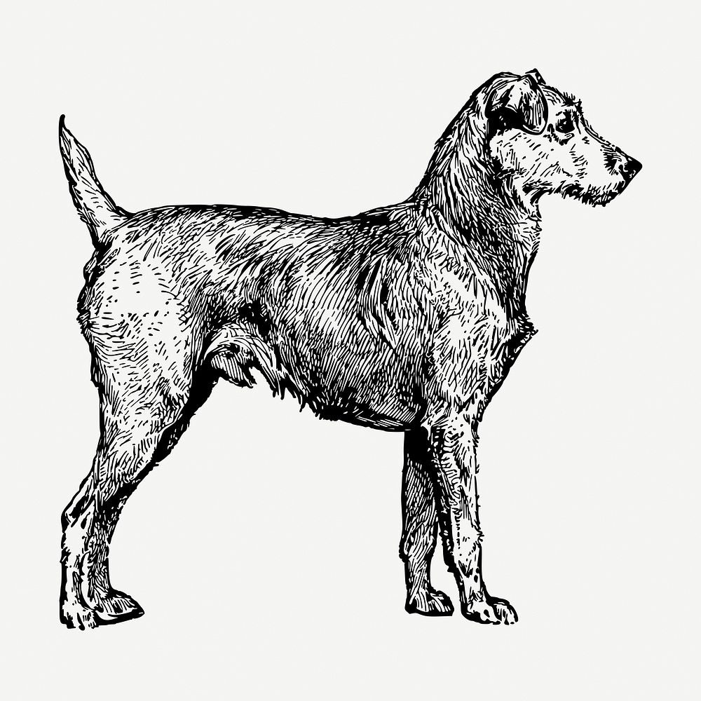 Irish Terrier dog drawing, vintage illustration psd. Free public domain CC0 image.