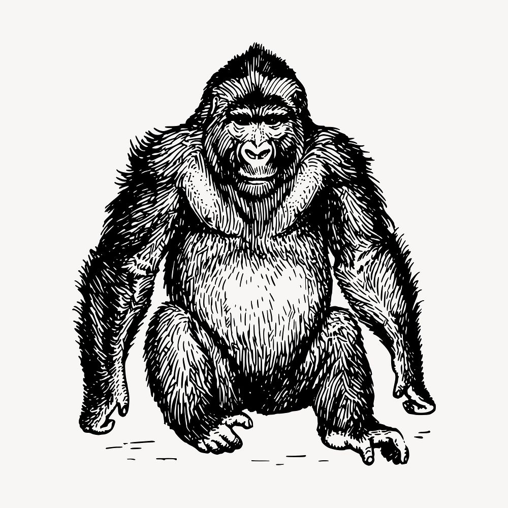 Gorilla, wild animal clipart, vintage illustration vector. Free public domain CC0 image.