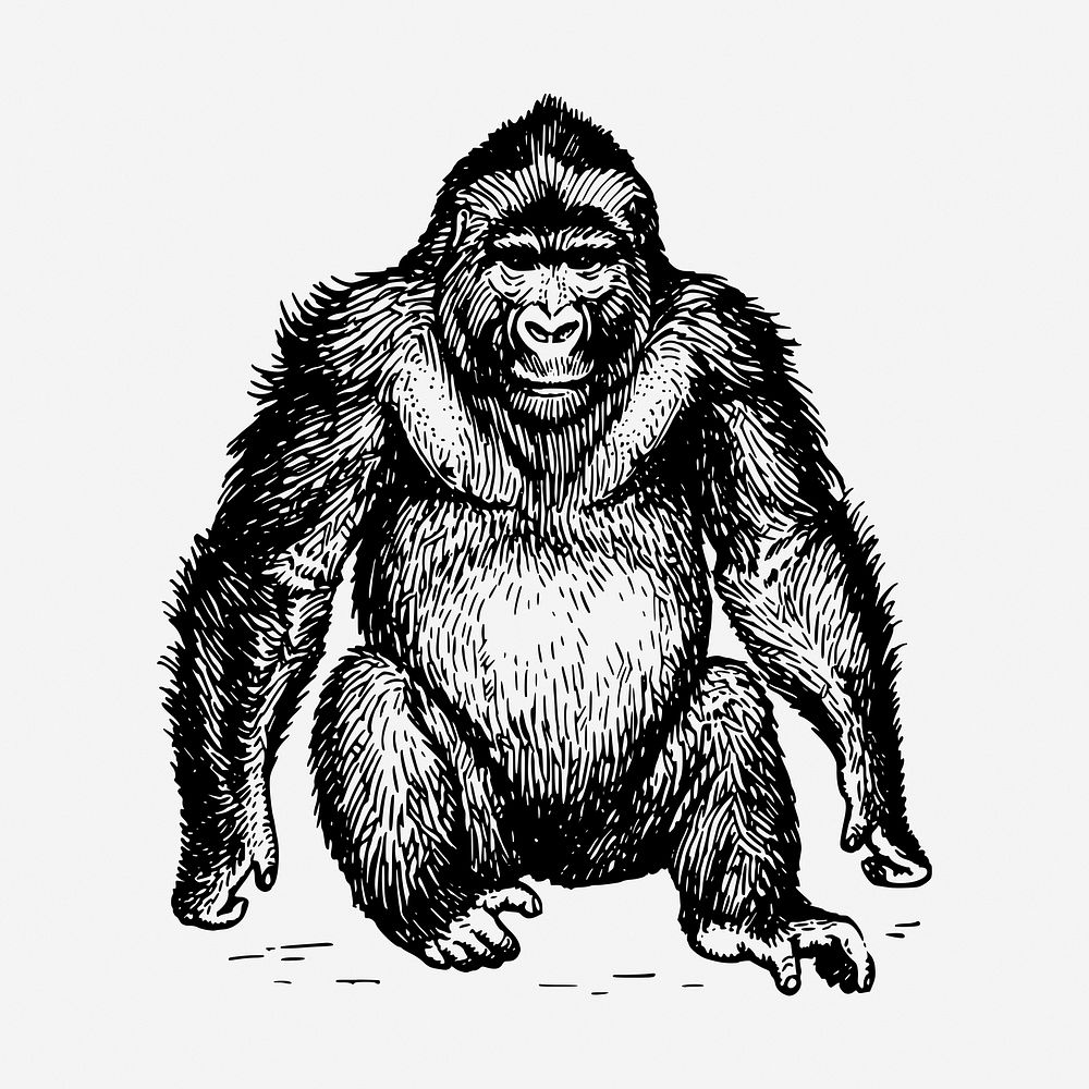 Gorilla, wild animal hand drawn illustration. Free public domain CC0 image.