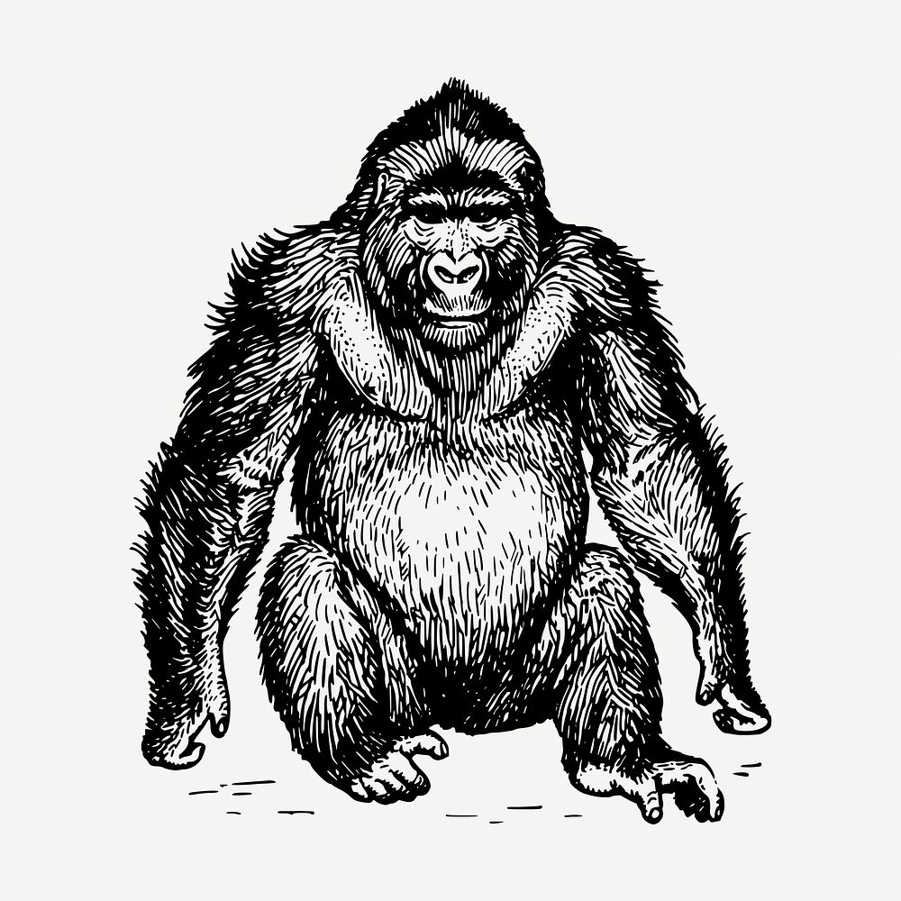 Gorilla, wild animal collage element, vintage illustration psd. Free public domain CC0 image.