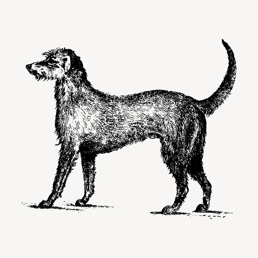 Irish Wolfhound dog drawing clipart, vintage illustration vector. Free public domain CC0 image.
