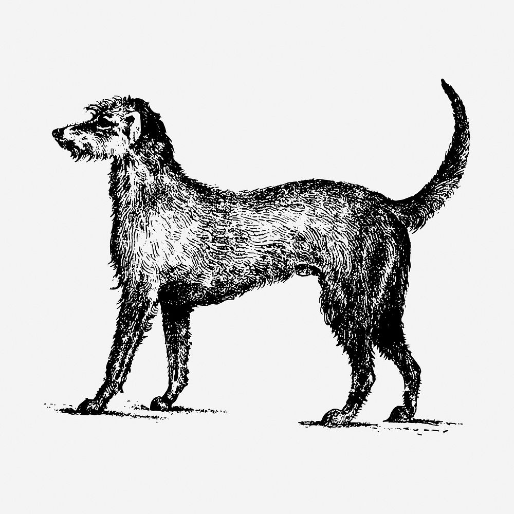 Irish Wolfhound dog hand drawn illustration. Free public domain CC0 image.