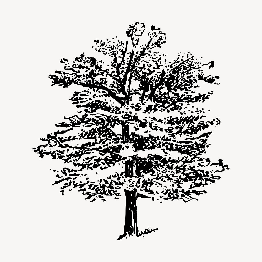 Oak tree clipart, vintage illustration vector. Free public domain CC0 image.