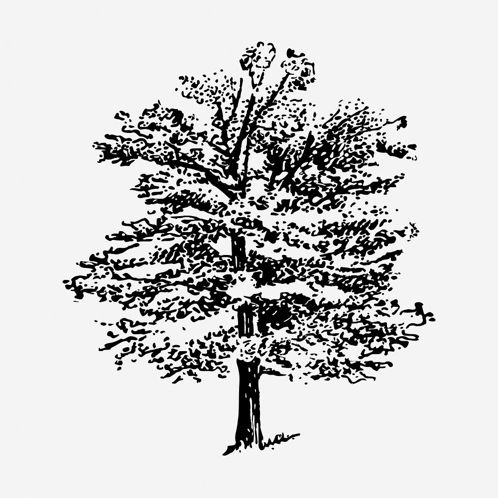 Oak tree hand drawn illustration. Free public domain CC0 image.