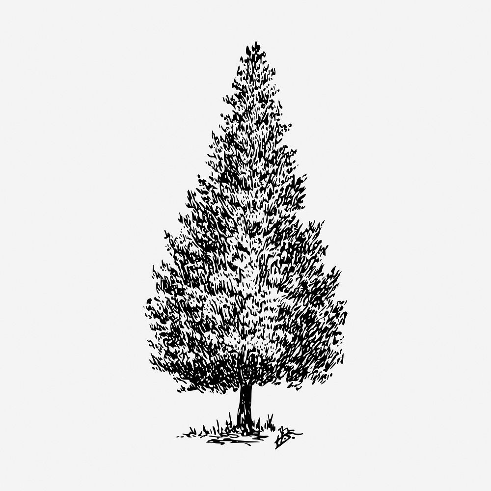 Cedar tree hand drawn illustration. Free public domain CC0 image.