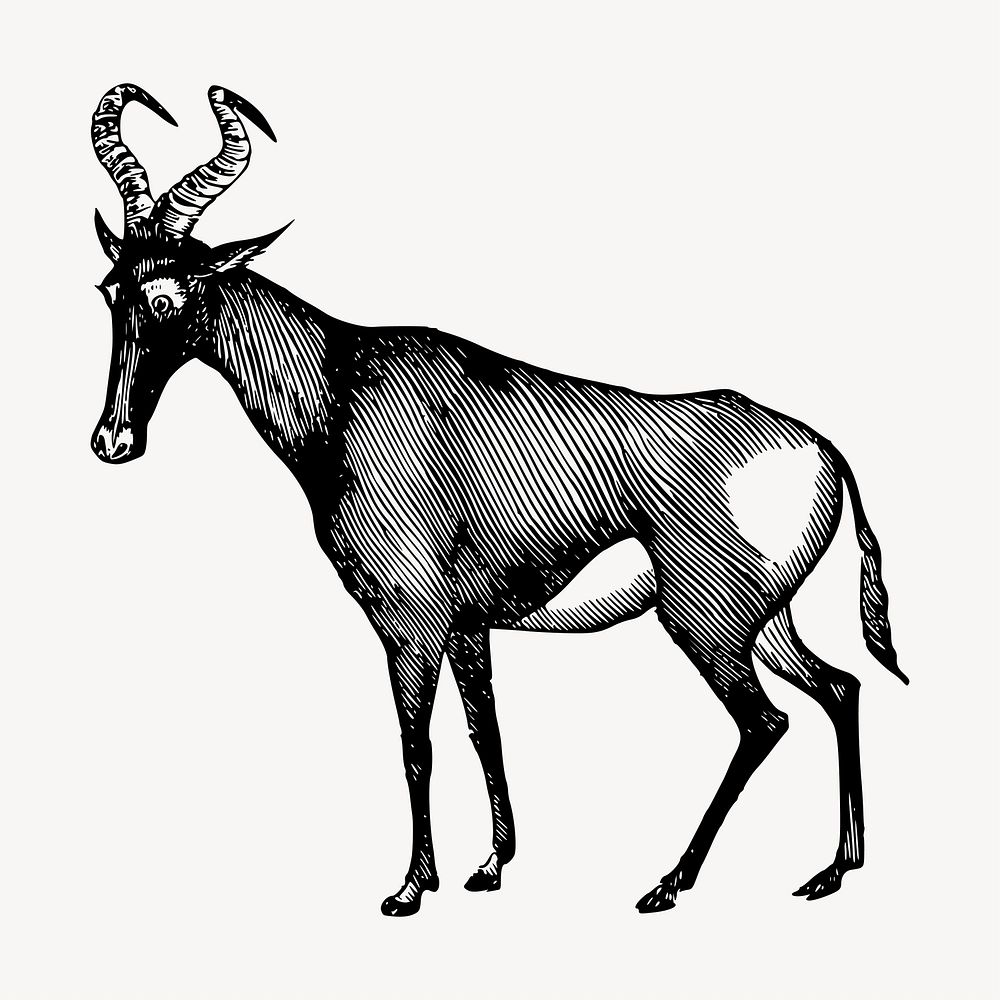 Hartebeest wild animal clipart, vintage illustration vector. Free public domain CC0 image.