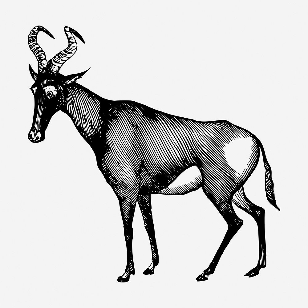 Hartebeest wild animal hand drawn illustration. Free public domain CC0 image.