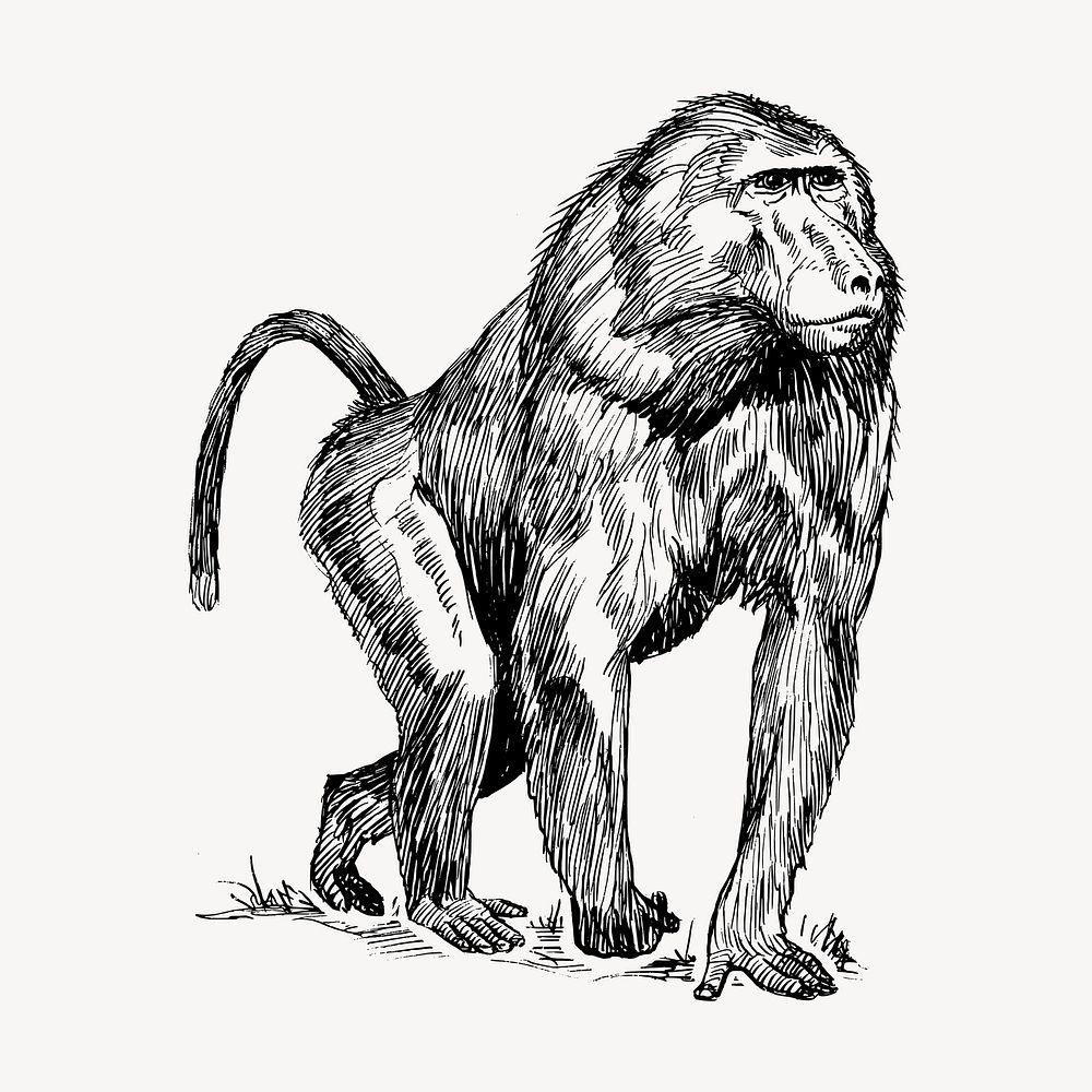 Baboon, wild animal clipart, vintage illustration vector. Free public domain CC0 image.