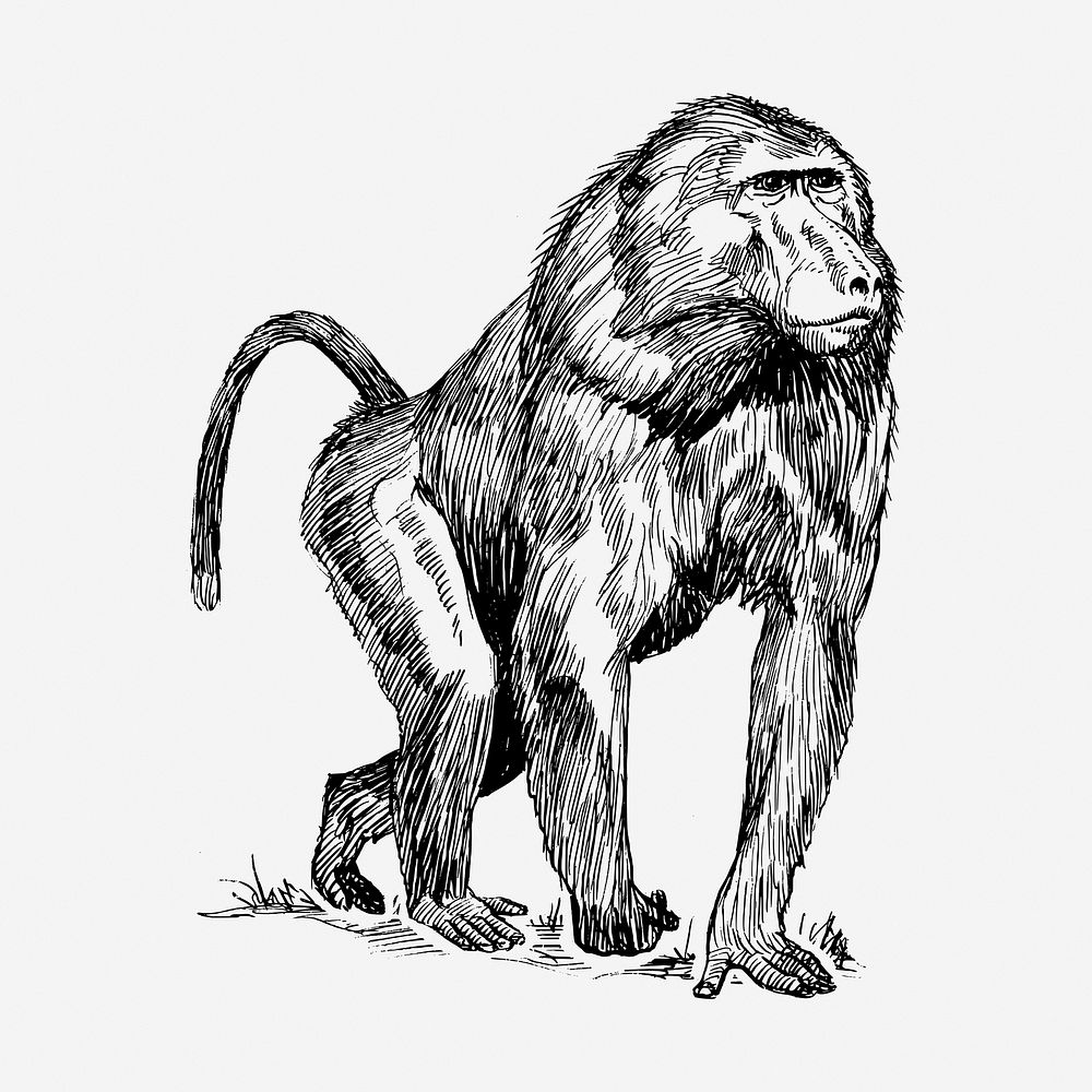 Baboon, wild animal hand drawn illustration. Free public domain CC0 image.
