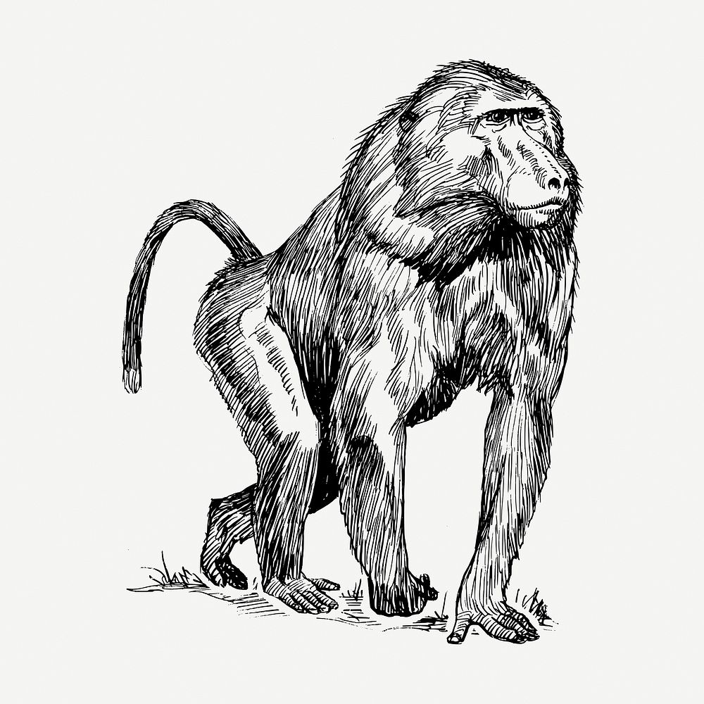 Baboon, wild animal collage element, vintage illustration psd. Free public domain CC0 image.
