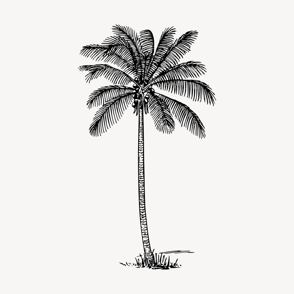 Coconut palm tree clipart, vintage illustration vector. Free public domain CC0 image.