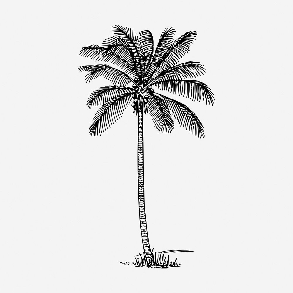 Coconut palm tree hand drawn illustration. Free public domain CC0 image.