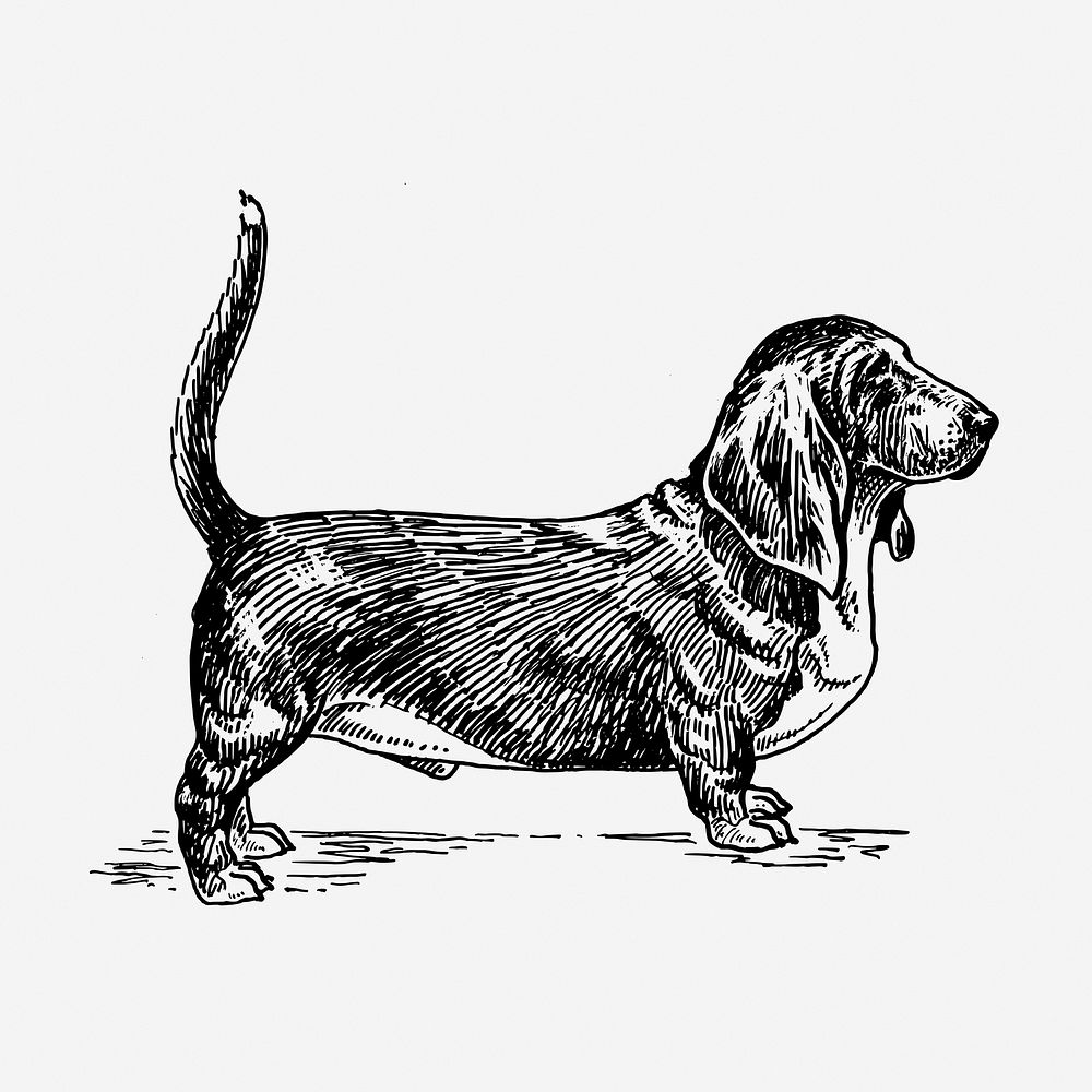 Basset hound dog hand drawn illustration. Free public domain CC0 image.
