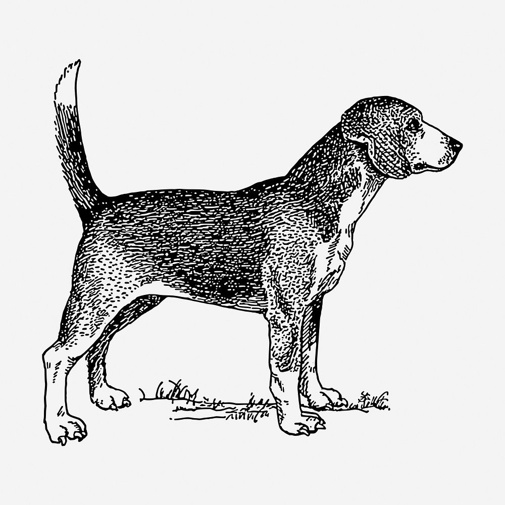 Beagle dog hand drawn illustration. Free public domain CC0 image.