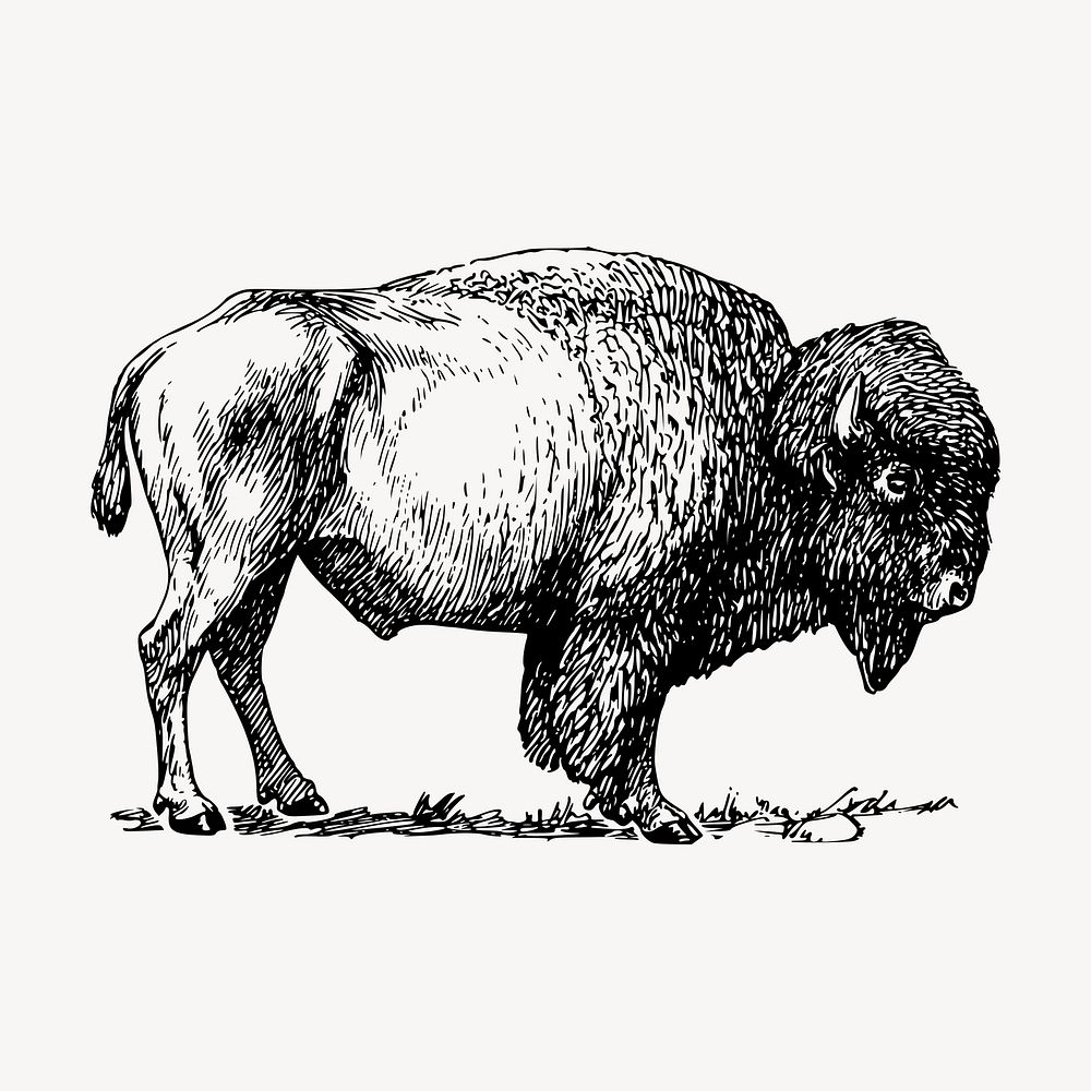 Bison, wild animal clipart, vintage illustration vector. Free public domain CC0 image.