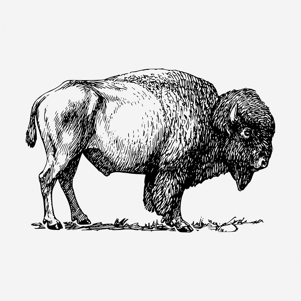 Bison, wild animal hand drawn illustration. Free public domain CC0 image.