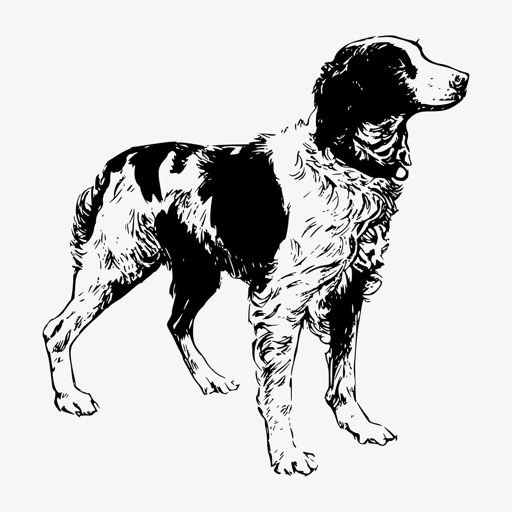 Brittany Spaniel dog drawing clipart, vintage illustration vector. Free public domain CC0 image.
