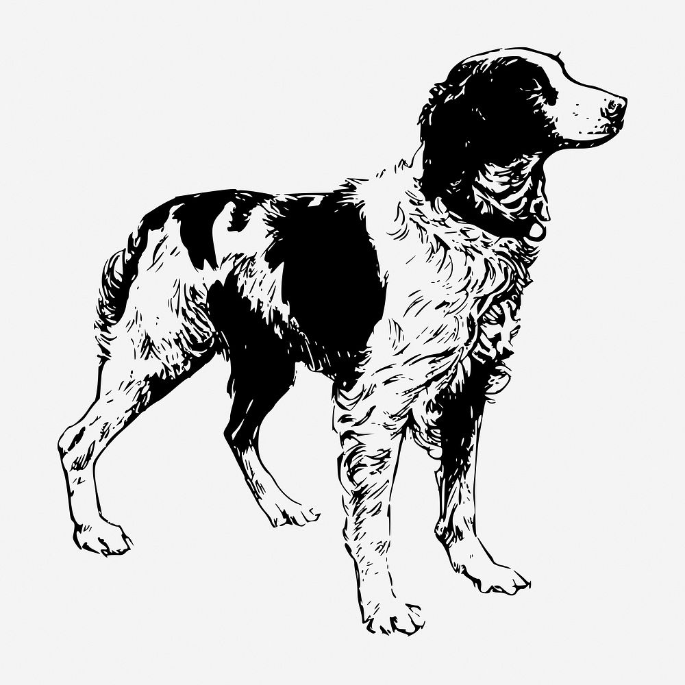 Brittany Spaniel dog hand drawn illustration. Free public domain CC0 image.