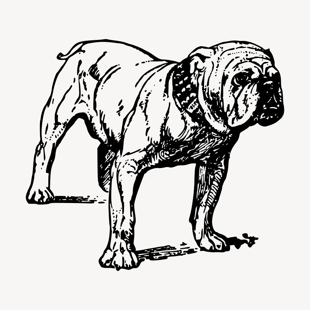 Grumpy bulldog drawing clipart, vintage illustration vector. Free public domain CC0 image.