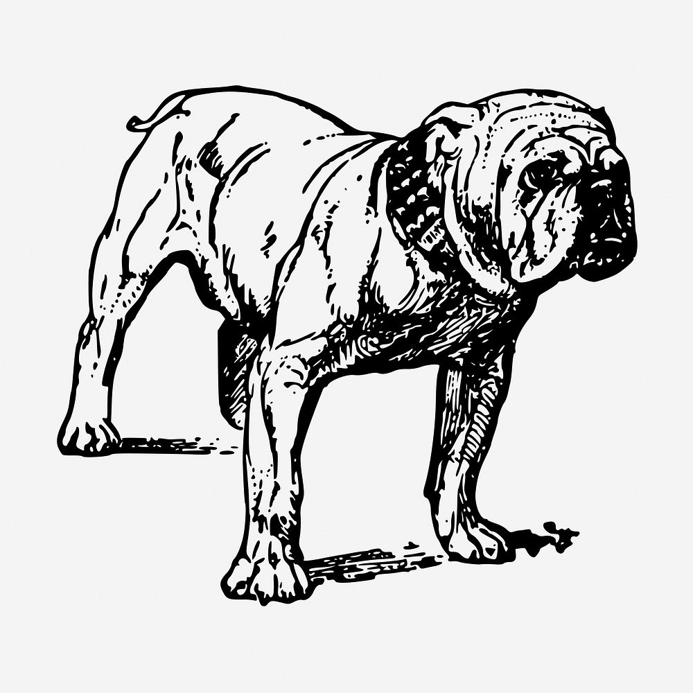 Grumpy bulldog hand drawn illustration. Free public domain CC0 image.