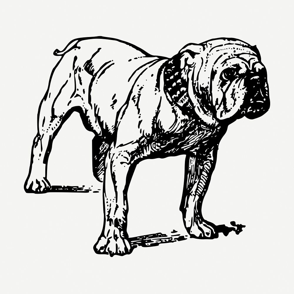Grumpy bulldog drawing, vintage illustration psd. Free public domain CC0 image.