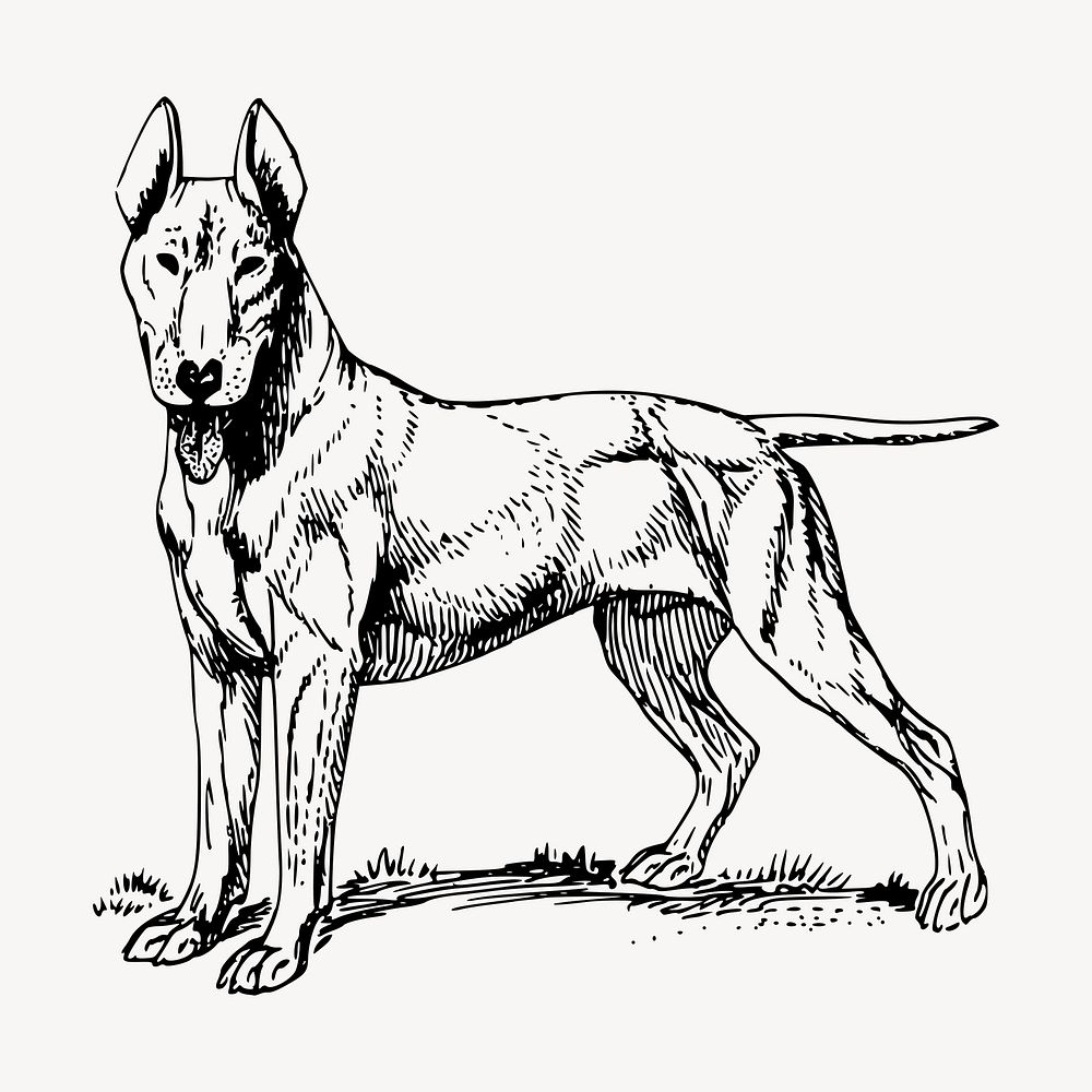 Bull Terrier dog drawing clipart, vintage illustration vector. Free public domain CC0 image.