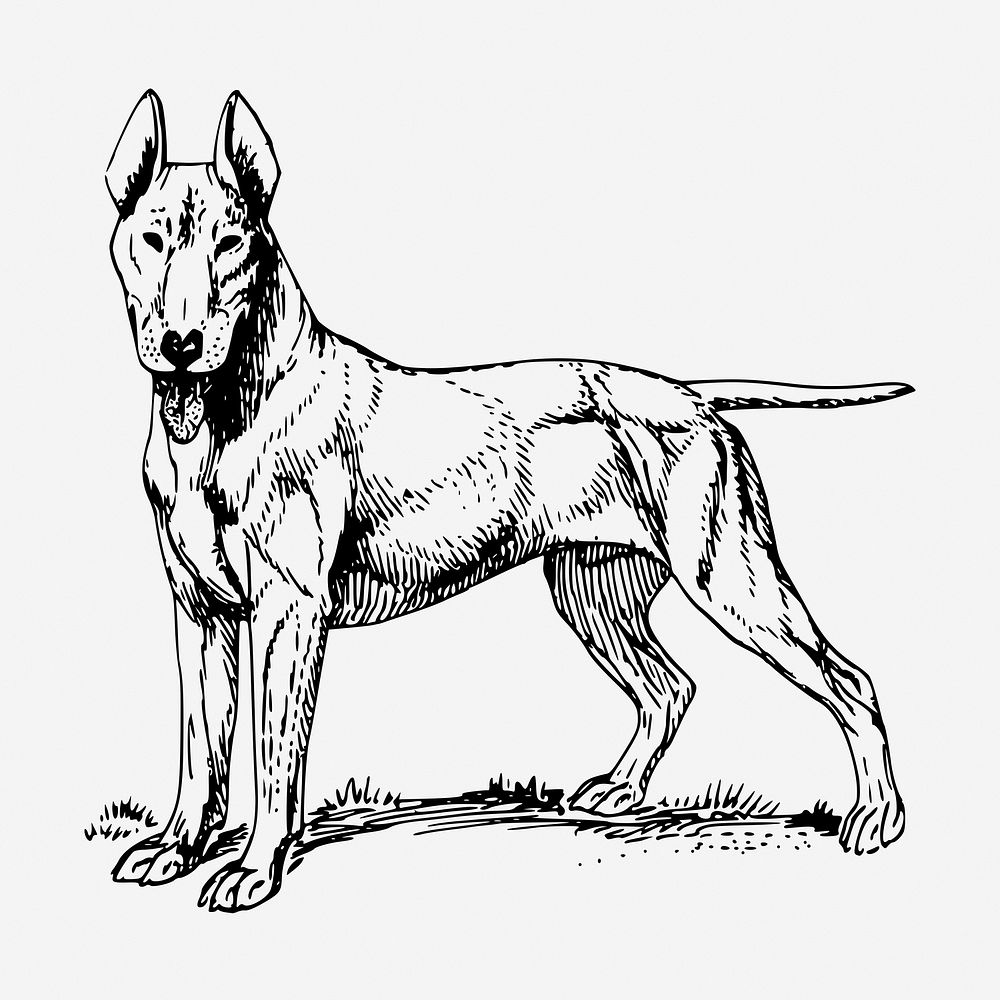 Bull Terrier dog hand drawn illustration. Free public domain CC0 image.