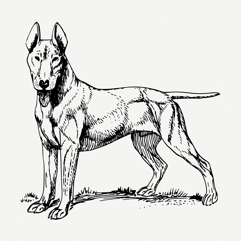 Bull Terrier dog drawing, vintage illustration psd. Free public domain CC0 image.