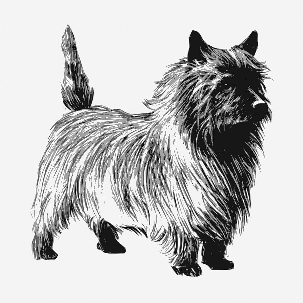 Cairn Terrier dog hand drawn illustration. Free public domain CC0 image.
