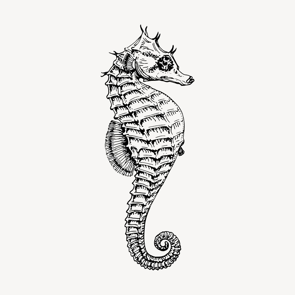 Seahorse underwater animal clipart, vintage illustration vector. Free public domain CC0 image.