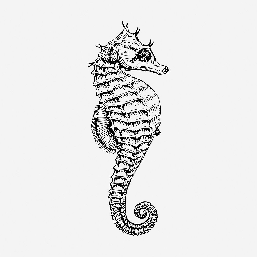 Seahorse underwater animal hand drawn illustration. Free public domain CC0 image.