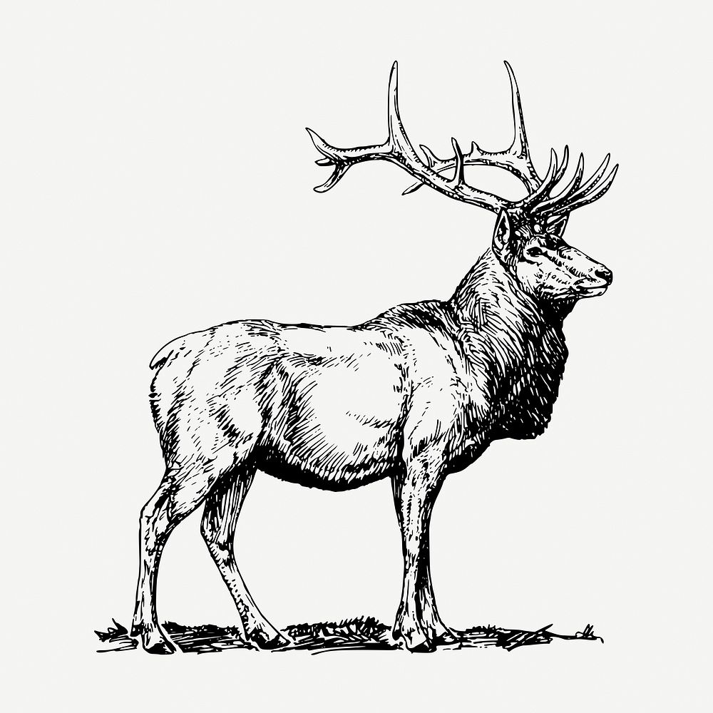 Elk, wild animal collage element, vintage illustration psd. Free public domain CC0 image.