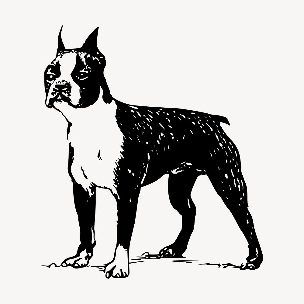 Boston Terrier dog drawing clipart, vintage illustration vector. Free public domain CC0 image.