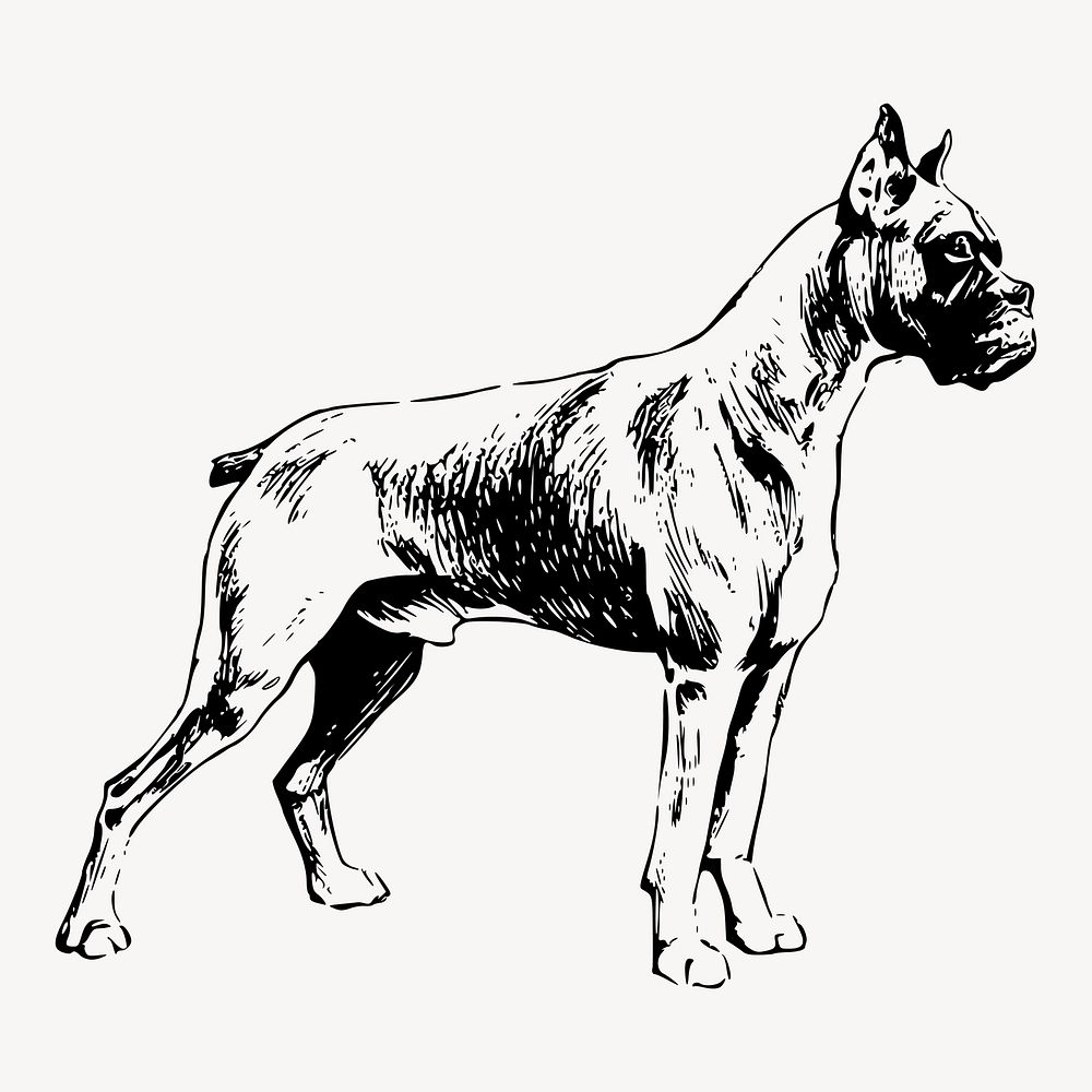 Boxer dog drawing clipart, vintage illustration vector. Free public domain CC0 image.