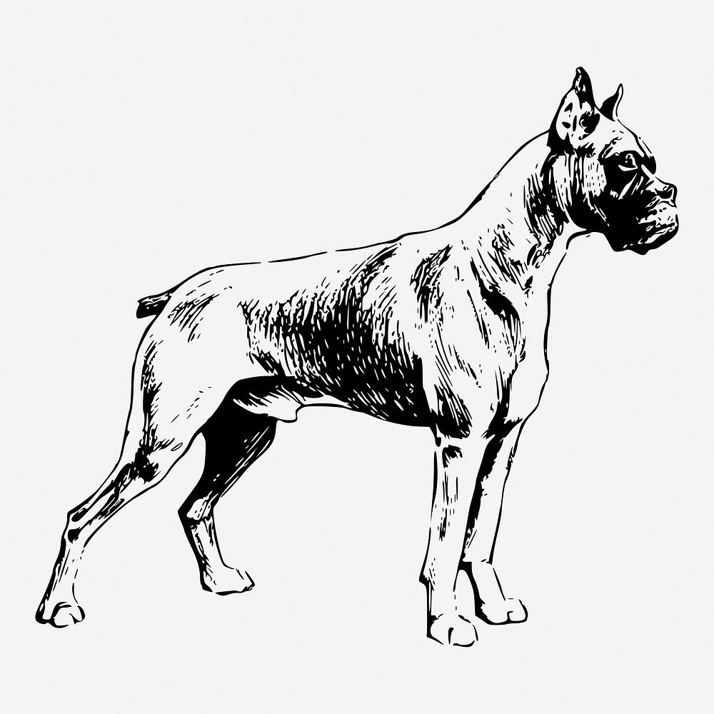 Boxer dog hand drawn illustration. Free public domain CC0 image.