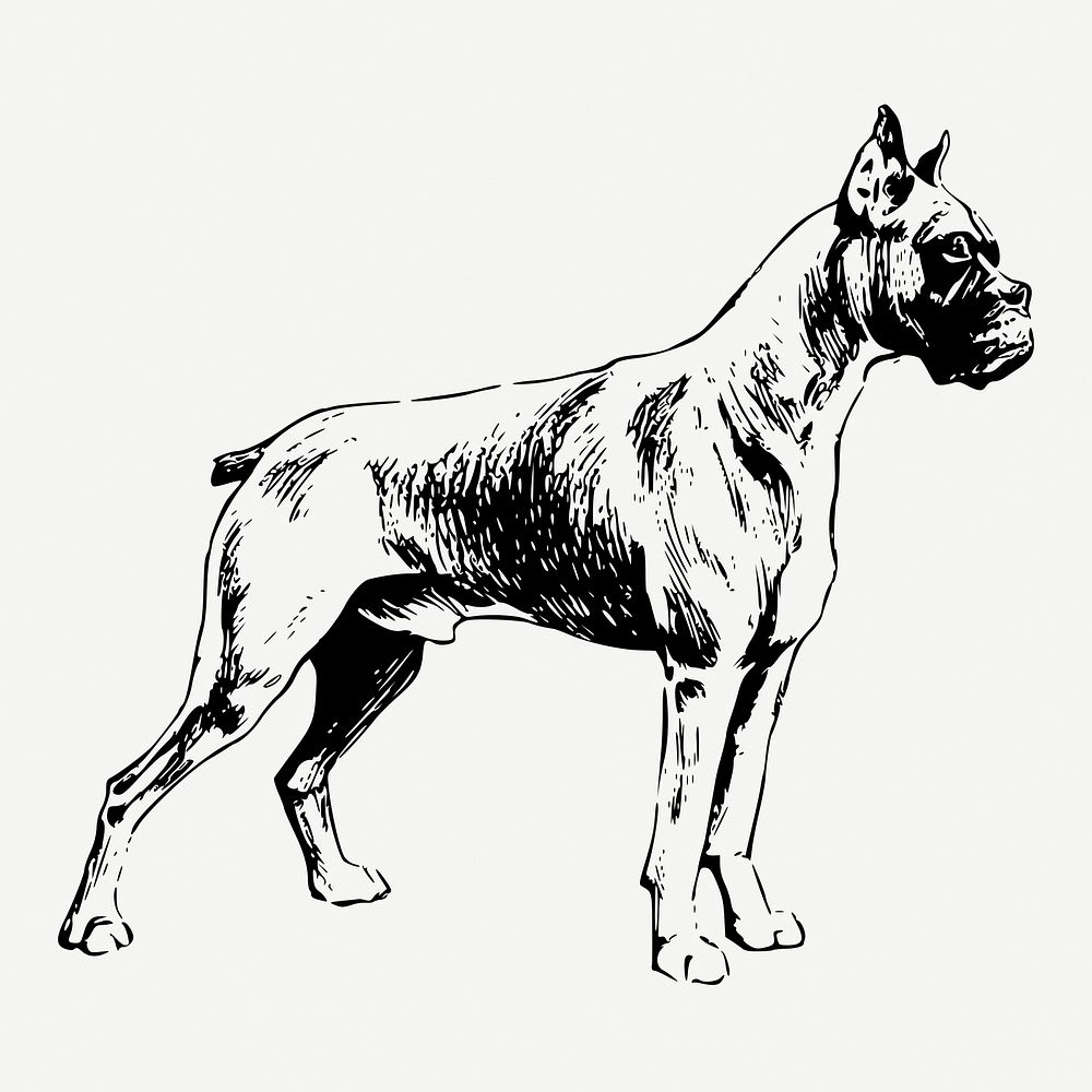 Boxer dog drawing, vintage illustration psd. Free public domain CC0 image.