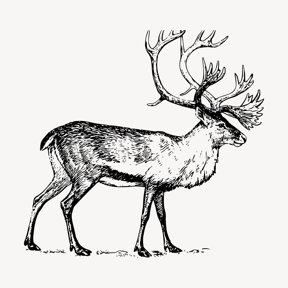 Reindeer stag clipart, vintage illustration vector. Free public domain CC0 image.