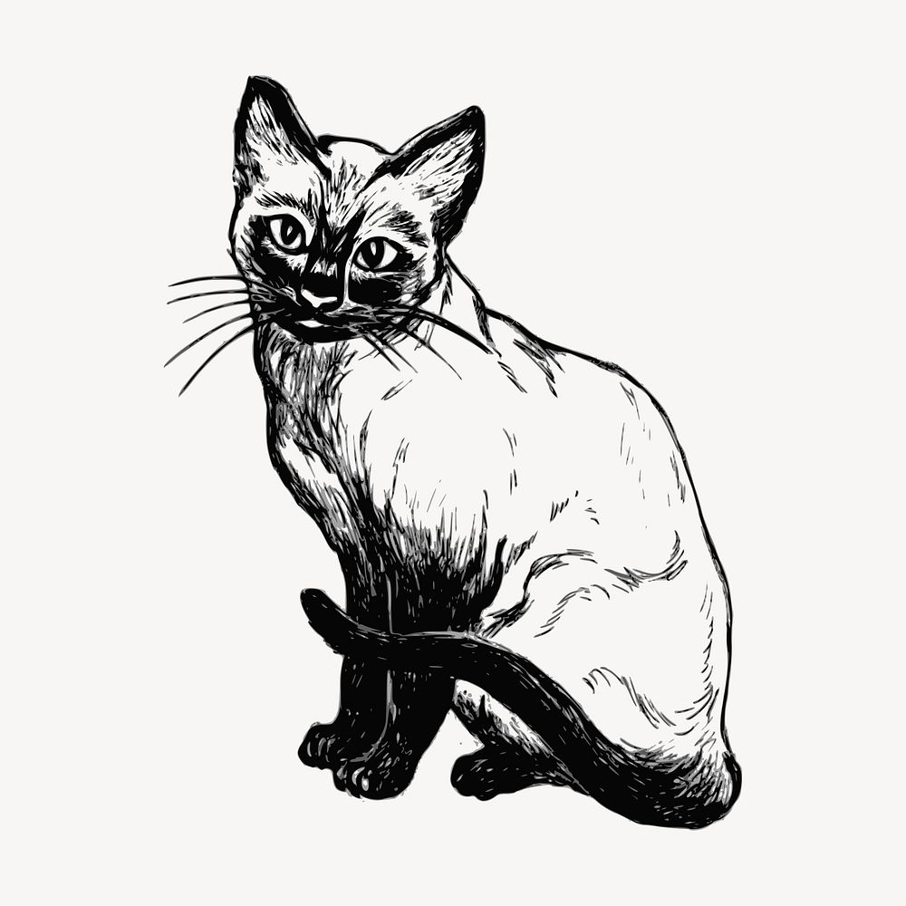 Siamese cat clipart, vintage illustration vector. Free public domain CC0 image.